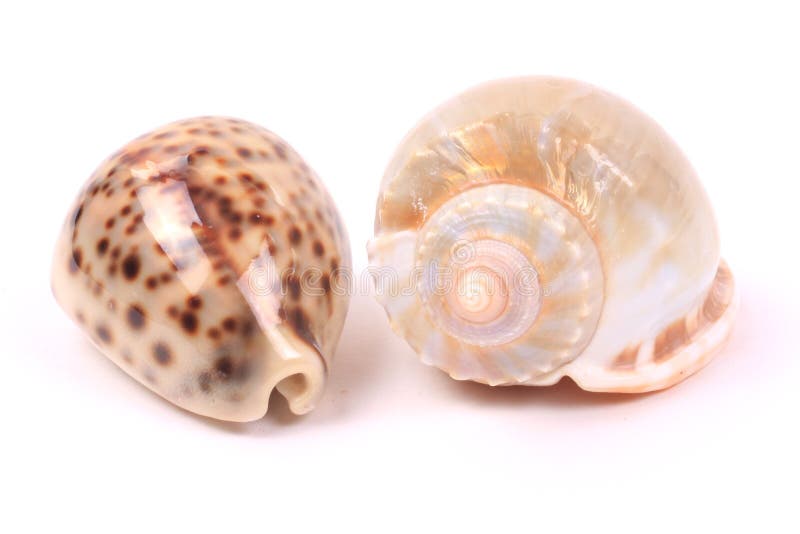 Seashells royalty free stock photography