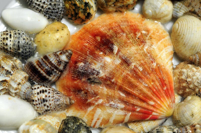 Seashells background