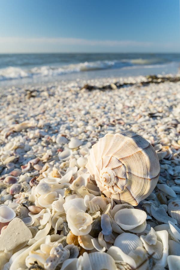 Seashells on the Beach 2