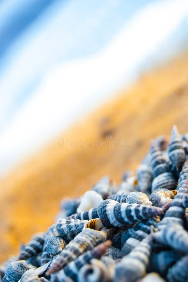 Seashells on the beach