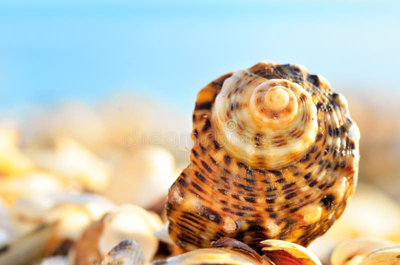 Seashells on the beach