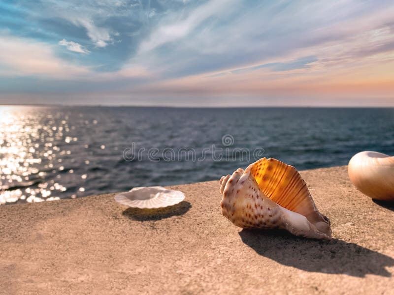 Seashells and bird  feather   on stone rock on sunset at blue  sea summer sun reflection on water wave  nature landscape