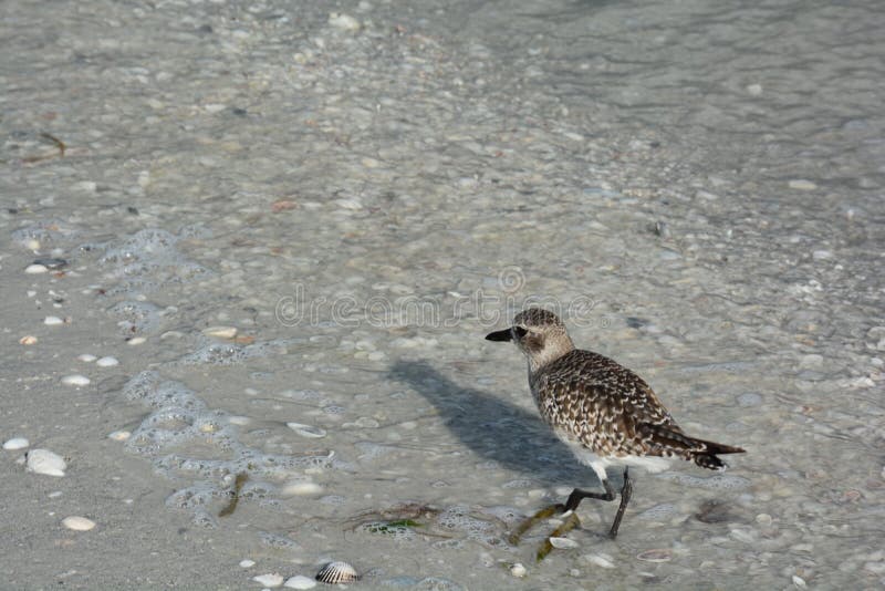 Seashells, Bird and Ocean on a Florida Beach Stock Image Image of