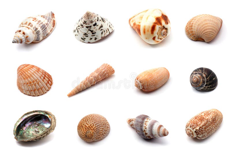 Seashells collection stock image. Image of collection 4635813