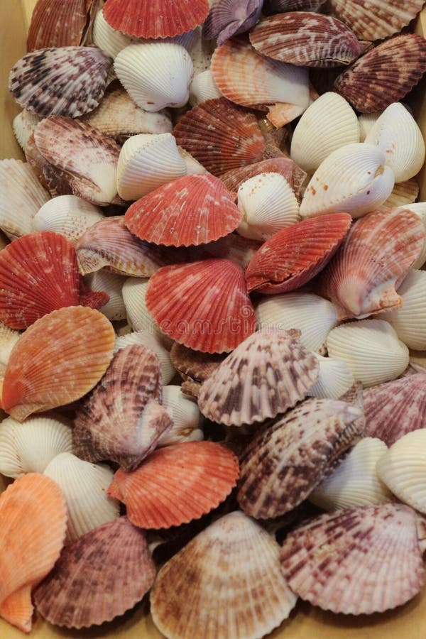 Seashells coloridos imágenes de archivo libres de regalías