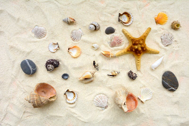 Seashells en la arena Fondo de las vacaciones de verano del mar Visi?n superior Copie el espacio foto de archivo Seashells en la arena Fondo de las vacaciones de verano del mar Visi?n superior Copie el espacio foto de archivo