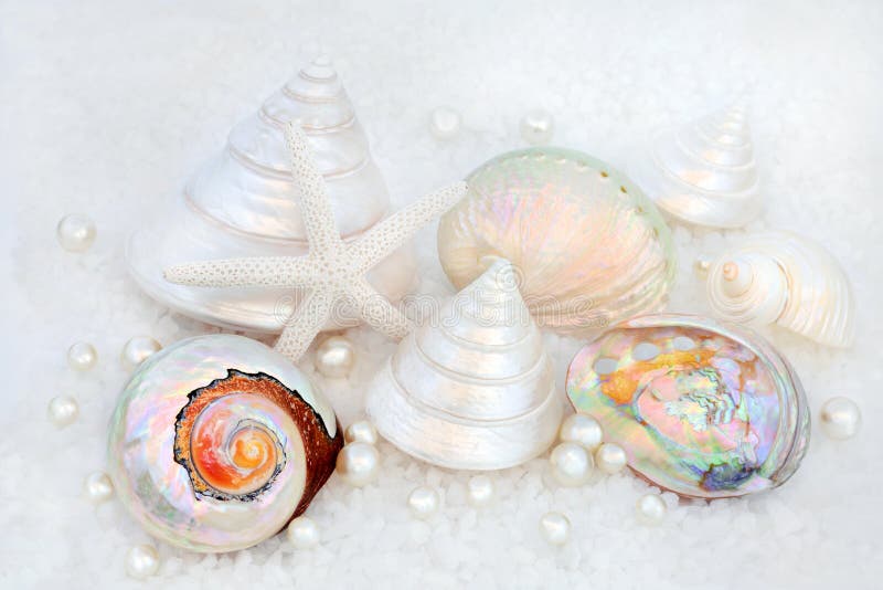 Seashells and Pearls stock image. Image of shells, beautiful - 144051353