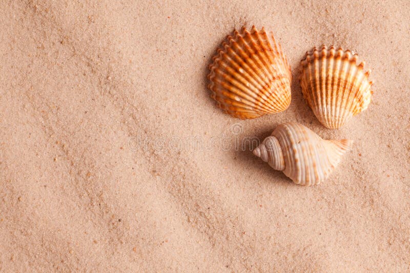 Seashells in sand stock photos Seashells in sand stock photos