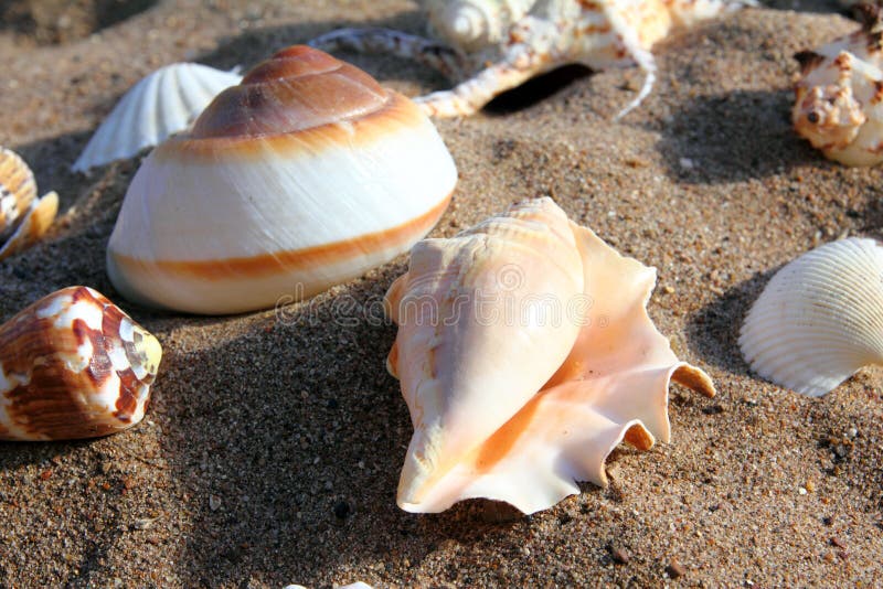 Seashells on sand stock image Seashells on sand stock image