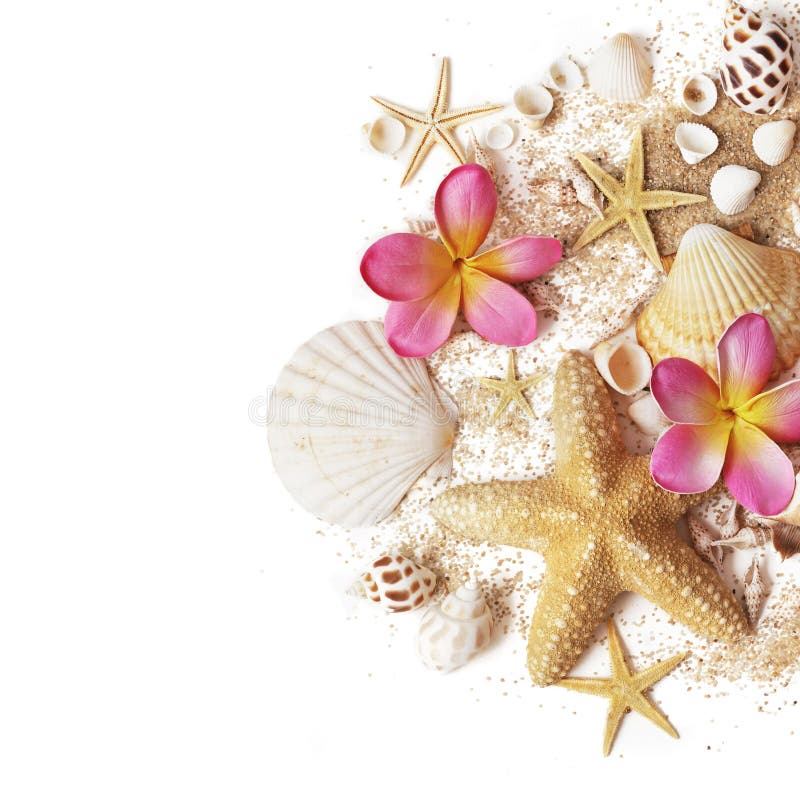 Seashells and sand royalty free stock images