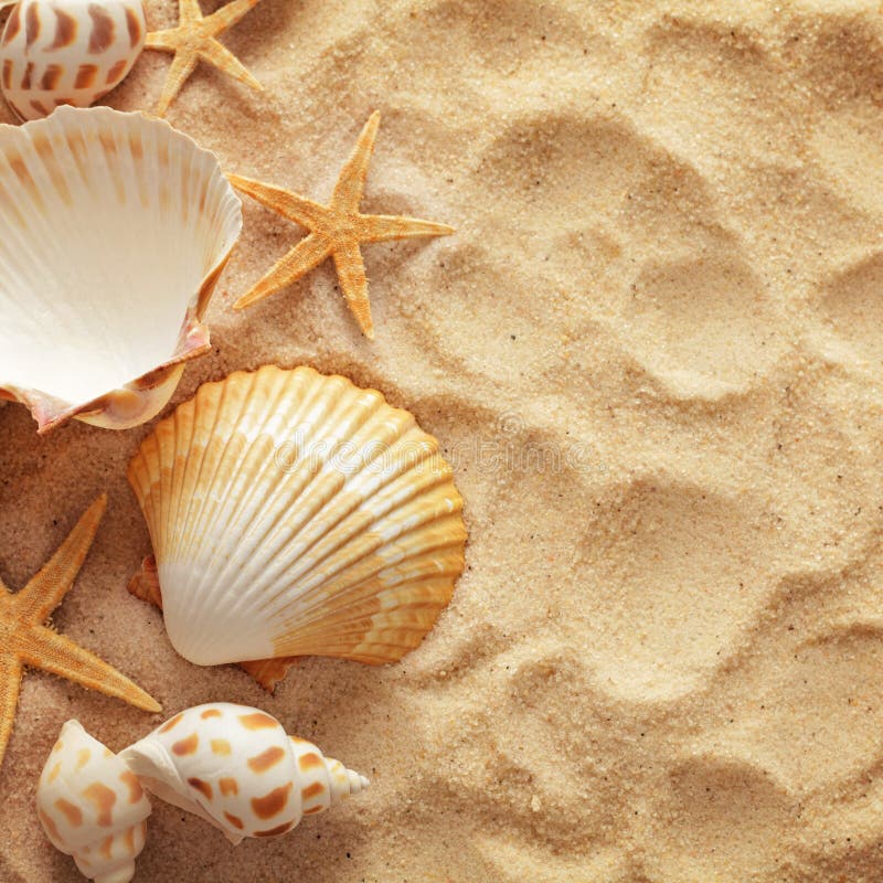 74,288 Seashells Stock Photos - Free & Royalty-Free Stock Photos