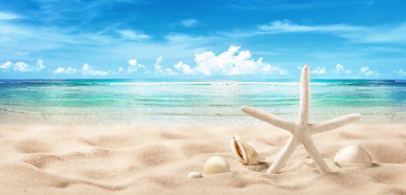 Seashells on Seashore Close Up Beach Holiday Stock Photo - Image of ...