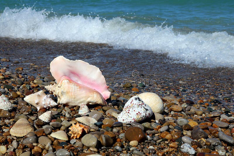 Seashells By the Seashore