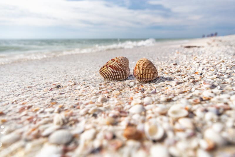 seashells  Sea shells, Florida, Shells