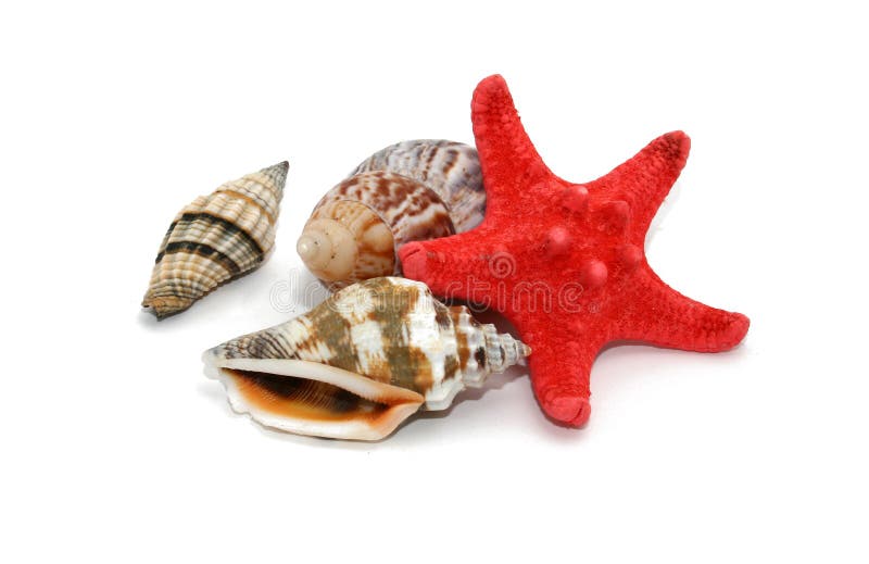 Seashells and starfish