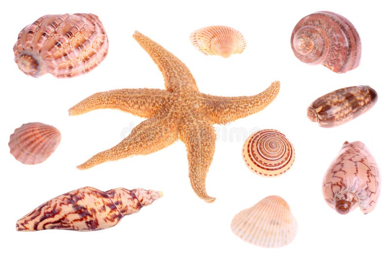 Seashells and starfish