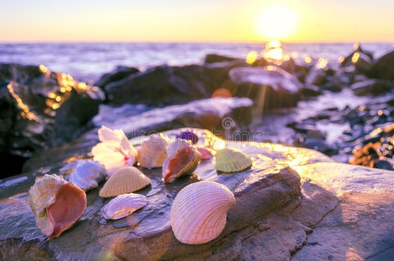 Seashells on stones near the sea