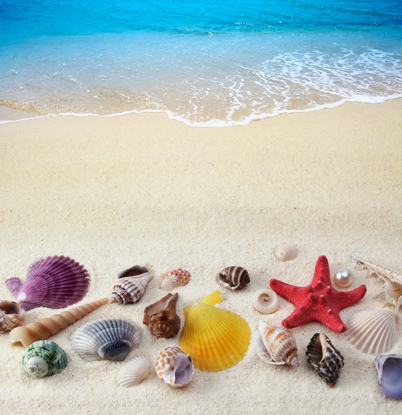 Seashells sulla spiaggia della sabbia immagine stock Seashells sulla spiaggia della sabbia immagine stock