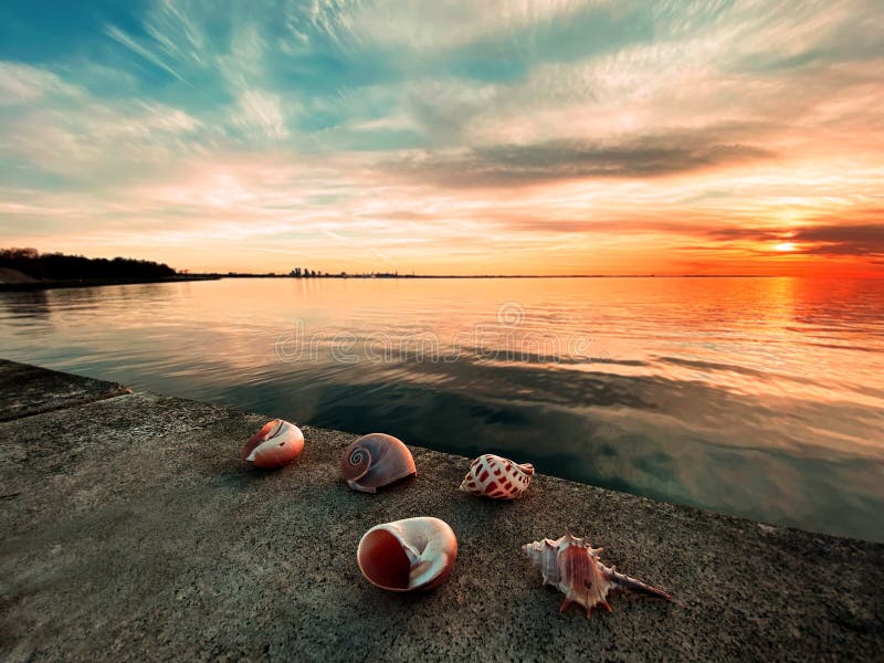 Seashells  Sunset  at  sea pink cloudy sky skyline seascape on horizon, seashell on beach stone romantic  Baltic Sea nature back