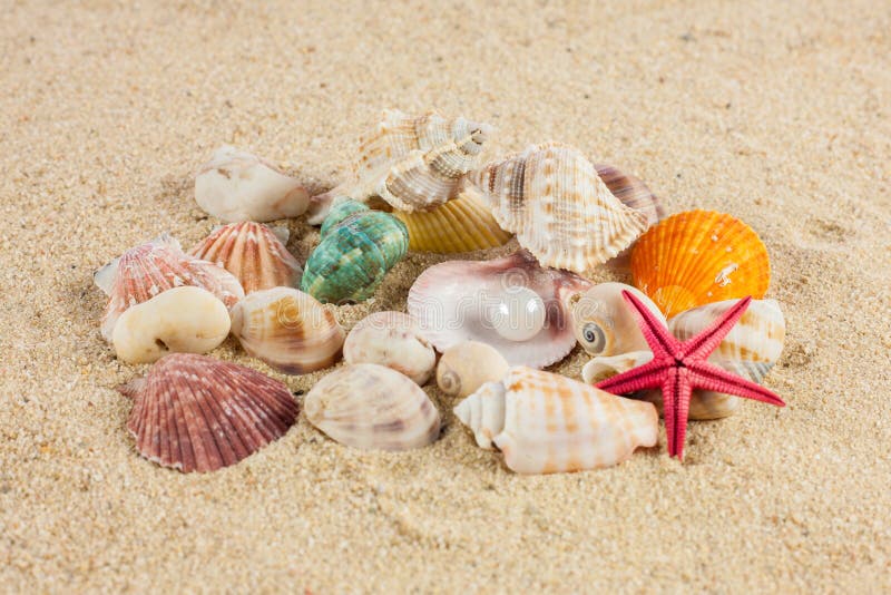 Seashells und starfish on sand beach. Und starfish stock images, royalty-free photos and pictures