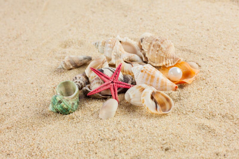 Seashells und starfish on sand beach postcard. Und starfish stock images, royalty-free photos and pictures