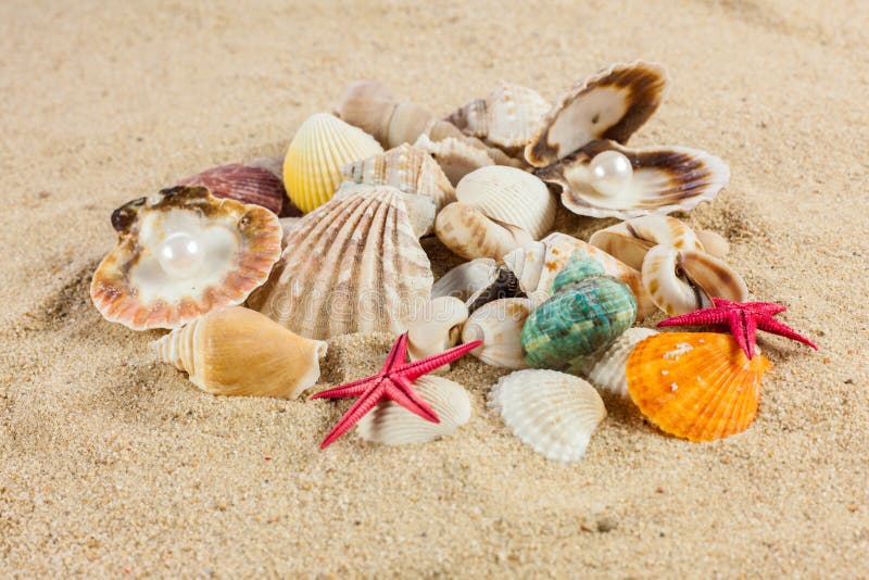 Seashells und starfish on sand creative work. Und starfish stock images, royalty-free photos and pictures