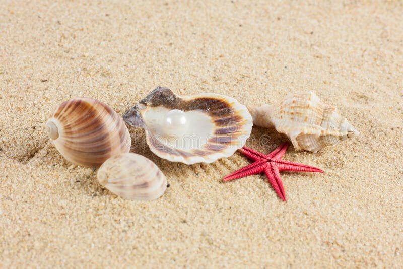 Seashells und starfish on sand objects of sealife. Und starfish stock images, royalty-free photos and pictures