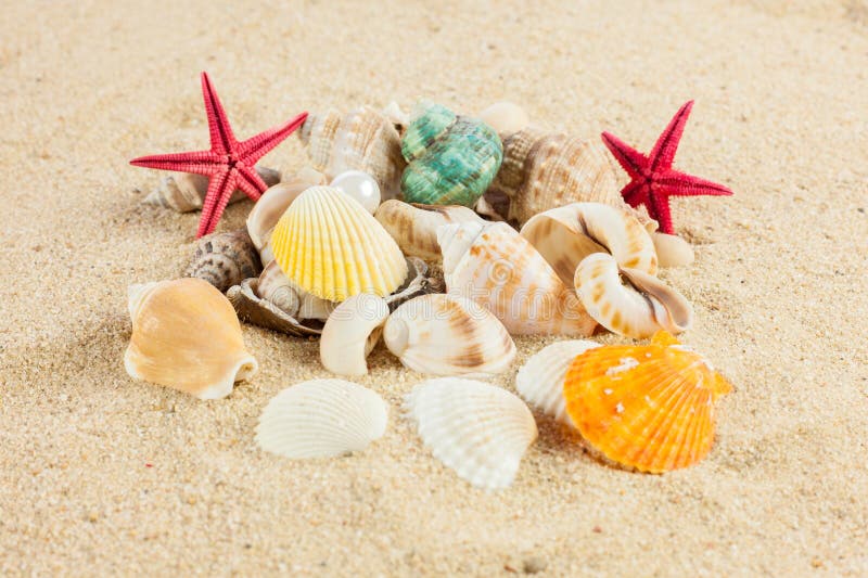 Seashells und starfish on sand view. Und starfish stock images, royalty-free photos and pictures
