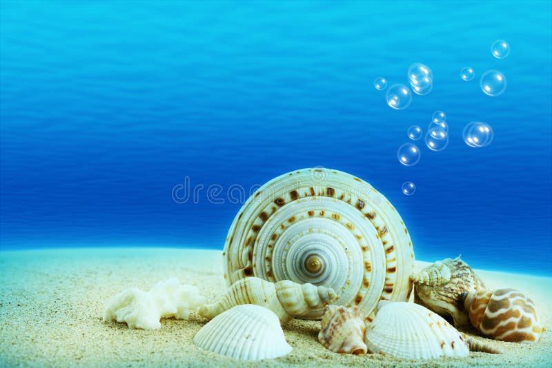 Seashells With Underwater Background. Stock Image - Image of details