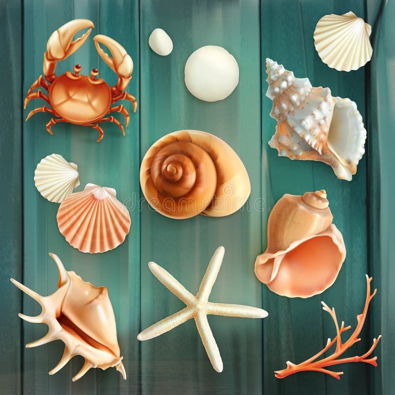 Set with seashells vector icons. Tropical animal icons vectors