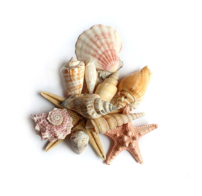 Seashells on white background