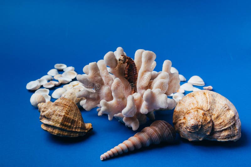Seashells, лошадь моря, коралл на голубой предпосылке, flatpley стоковые фотографии rf Seashells, лошадь моря, коралл на голубой предпосылке, flatpley стоковые фотографии rf