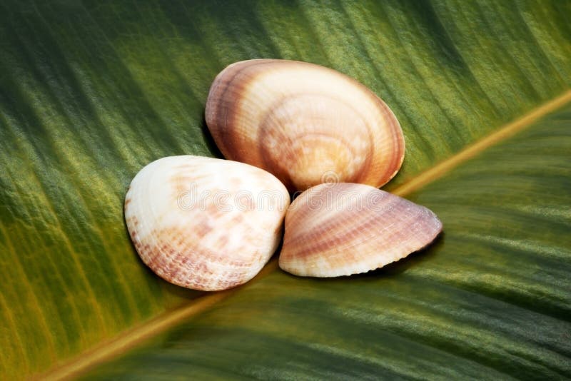 Seashells на предпосылке лист фикуса стоковые фотографии rf Seashells на предпосылке лист фикуса стоковые фотографии rf
