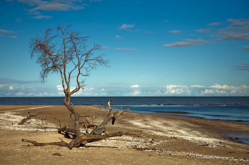 Seashore drzewo