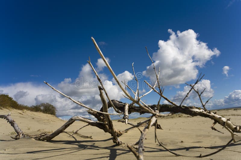 Seaside Baltic - a dune