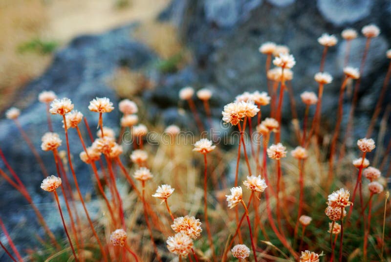 Seaside flowers stock image