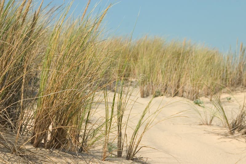 Seaside Grass Close Up Stock Image Image Of Morning 225251689