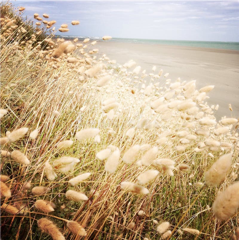 Seaside Grass Stock Image Image Of Summer Fluffy Ocean 48688855