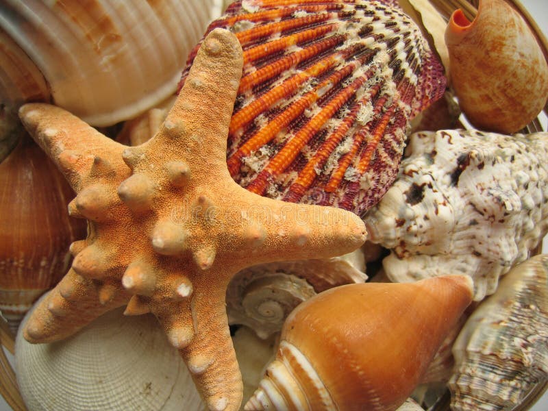 Seaside Selection. Closeup of starfish, shells etc Seaside Selection. Closeup of starfish, shells etc