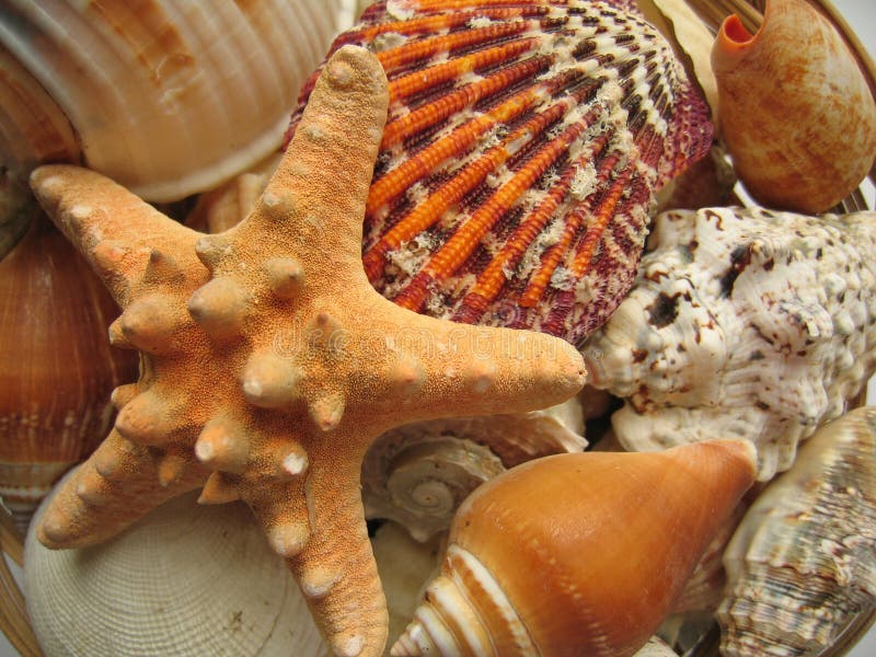 Closeup of starfish, shells etc. Closeup of starfish, shells etc