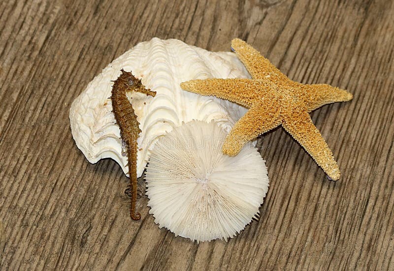 Sea shell, star fish, sea horse and sea urchin, arranged on a weathered wooden plank as a still life of a summer vacation at the sea. Sea shell, star fish, sea horse and sea urchin, arranged on a weathered wooden plank as a still life of a summer vacation at the sea.