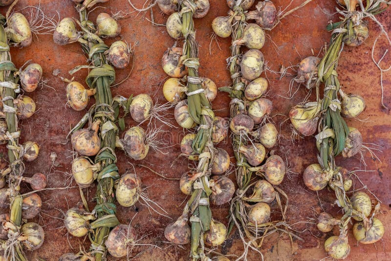 Onion braiding Food garden, Onion, Dream garden