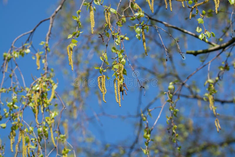 Seasonal Allergy Birch Tree Blossom, Pollen Stock Photo Image of