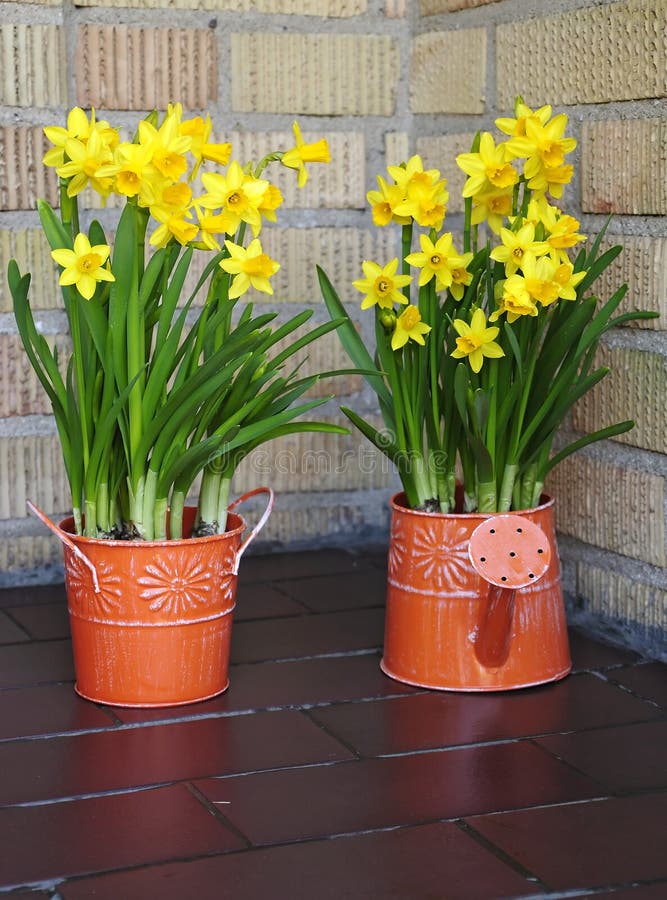 Seasonal Daffodils Decoration Stock Photo Image of flower, green