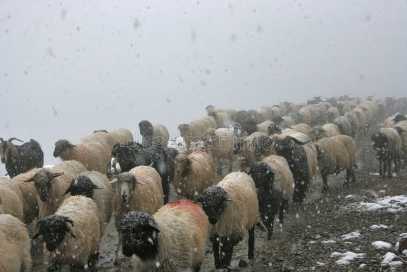 Seasonal Migration stock photo. Image of mammal, farm 17462136