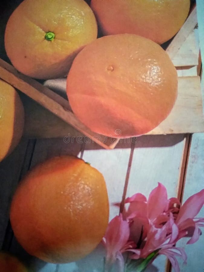 Seasonal oranges for juice stock photo. Image of dessert 182942226