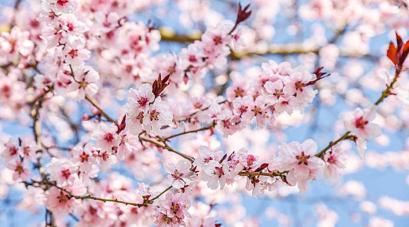 Seasonal spring flowers trees background