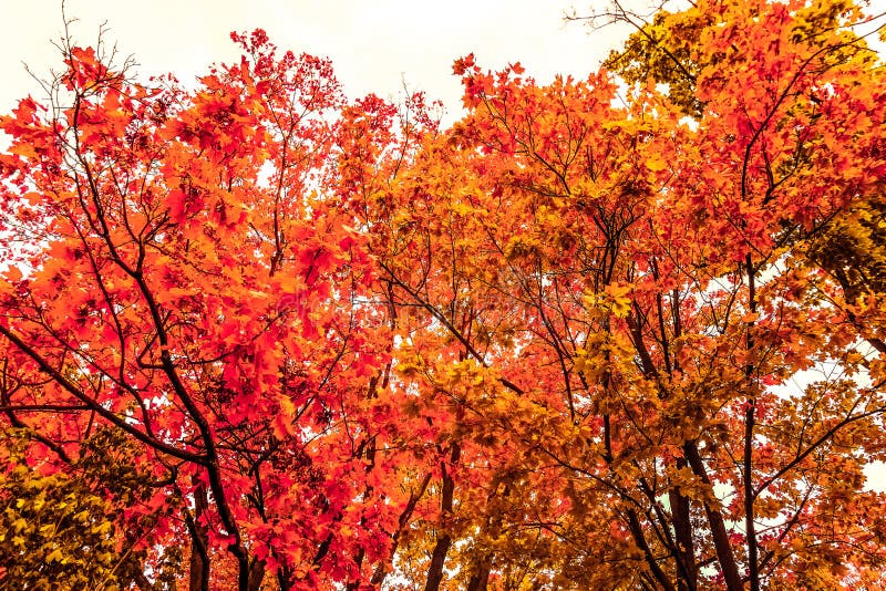 Beautiful Autumn Landscape Background, Vintage Nature Scene in Fall