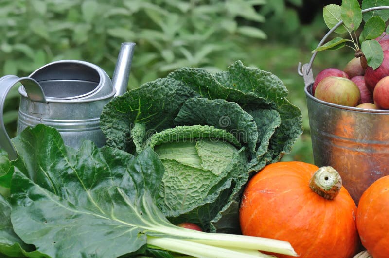 Seasonal vegetable from garden stock photography Seasonal vegetable from garden stock photography