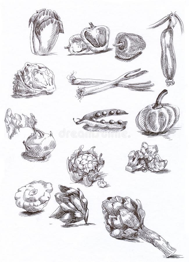 Seasonal vegetables. Hand drawn (with good precision level of detail) series of FRUITS and VEGETABLES royalty free illustration Seasonal vegetables. Hand drawn (with good precision level of detail) series of FRUITS and VEGETABLES royalty free illustration